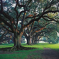 Cajun Pride Swamp Tours