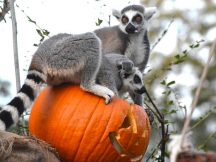 They're All Asking for You at Peek-A-Boo at the Zoo