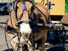 New Orleans: Mule-Drawn Carriages Stroll Through the French Quarter