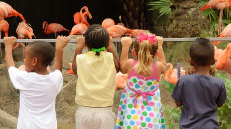 flamingo exhibit at audubon zoo