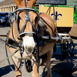 New Orleans: Mule-Drawn Carriages Stroll Through the French Quarter