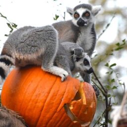They’re All Asking for You at Peek-A-Boo at the Zoo