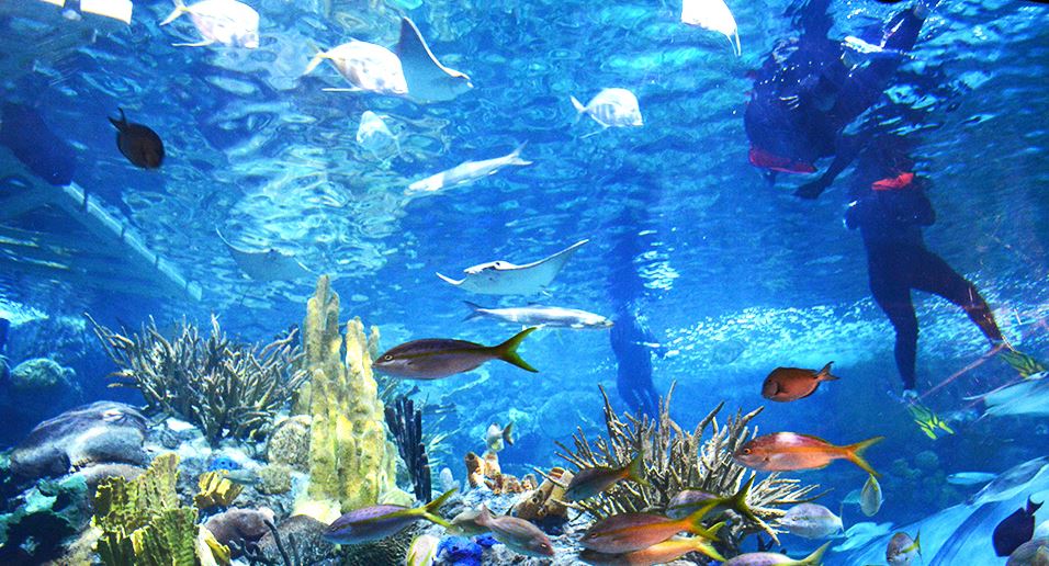 Audubon Aquarium of the Americas