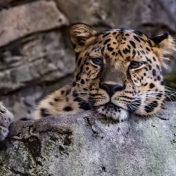 Audubon Zoo Is Asking For You